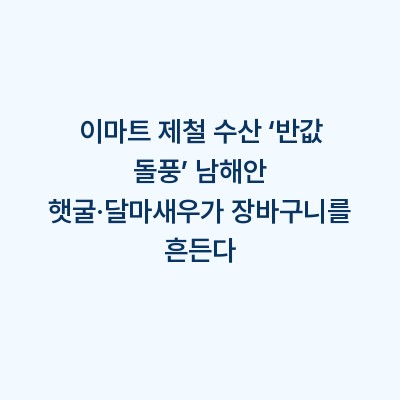 이마트 제철 수산 ‘반값 돌풍’ 남해안 햇굴·달마새우가 장바구니를 흔든다